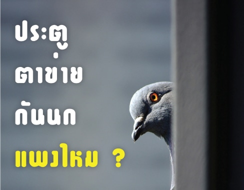 ประตูตาข่ายกันนกแพงไหม